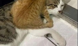 生猫视频在线观看,生猫视频在线观看，感受小生命的第一步